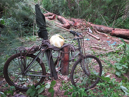 Gỗ đè chết một lâm tặc  - 1