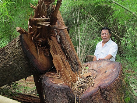 Gỗ đè chết một lâm tặc  - 2