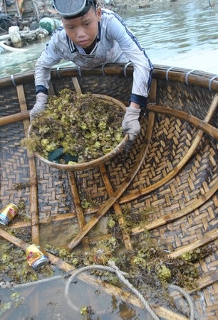 Chàng ngư phủ nhí trên đảo Lý Sơn - 5