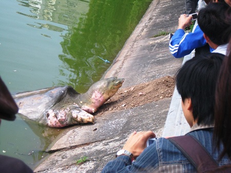 Rùa hồ Gươm nổi 2 lần trong ngày - 2 Rùa hồ Gươm nổi 2 lần trong ngày - 2