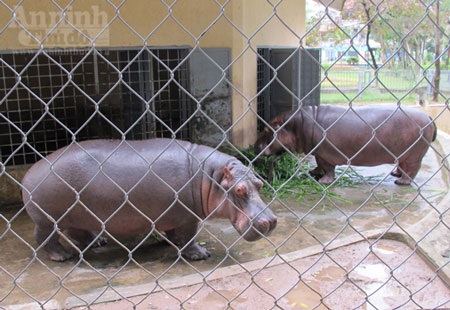 Sự thật vụ “hà mã Vườn thú Hà Nội bị thương, chảy máu loang lổ” - 2
