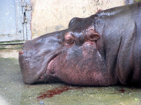 Sự thật vụ “hà mã Vườn thú Hà Nội bị thương, chảy máu loang lổ” - 1