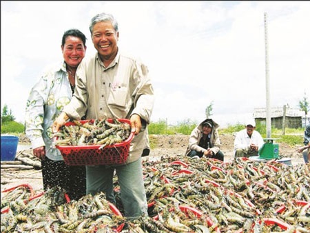 “Vua tôm bất bại” kiện công ty sản xuất tôm giống - 1 “Vua tôm bất bại” kiện công ty sản xuất tôm giống - 1