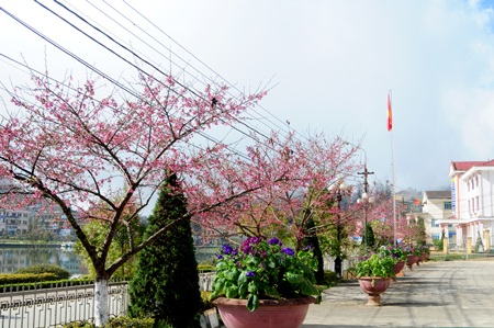 Hoa anh đào Nhật Bản khoe sắc ở Sa Pa - 6 Hoa anh đào Nhật Bản khoe sắc ở Sa Pa - 6