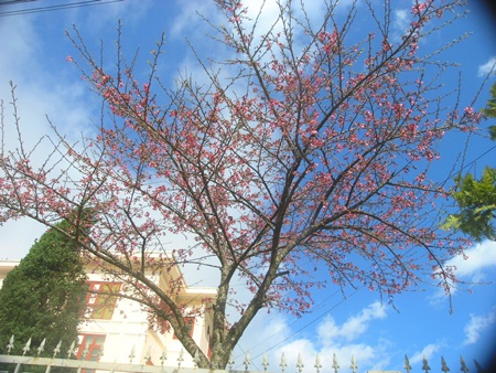 Hoa anh đào Nhật Bản khoe sắc ở Sa Pa - 8 Hoa anh đào Nhật Bản khoe sắc ở Sa Pa - 8