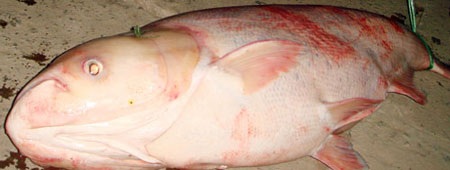 Bắt được cá mè “khủng” trên sông Hậu - 1