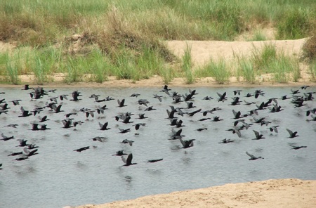 Ngỡ ngàng vì hàng nghìn con chim quý bỗng biến mất - 1