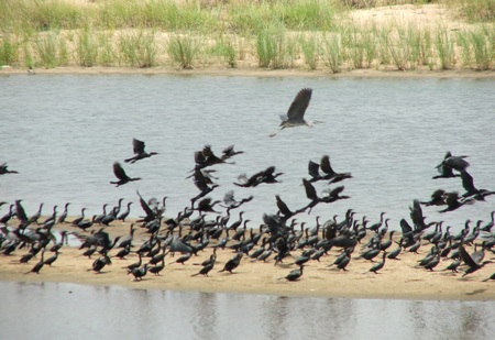 Ngỡ ngàng vì hàng nghìn con chim quý bỗng biến mất - 2