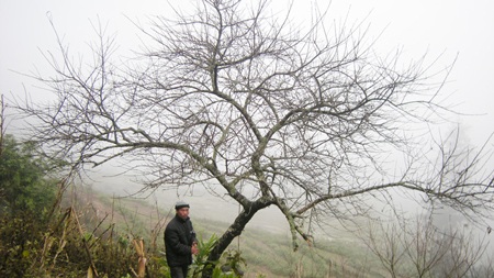 Cây đào 20 năm tuổi được chào giá 30 triệu đồng - 1