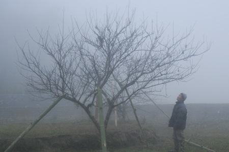 Cây đào 20 năm tuổi được chào giá 30 triệu đồng - 2