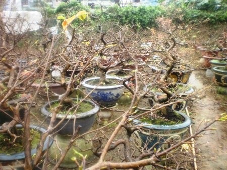 Khóc cười chuyện hoa Tết - 3