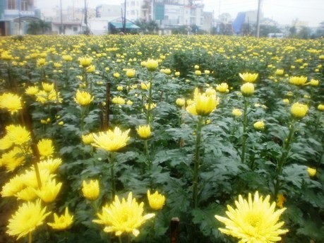 Khóc cười chuyện hoa Tết - 2