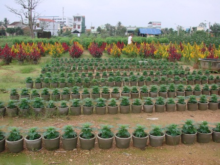 Kẻ khóc, người cười mùa hoa Tết - 1 Kẻ khóc, người cười mùa hoa Tết - 1