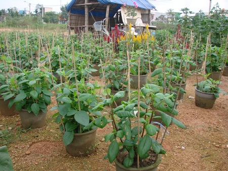 Kẻ khóc, người cười mùa hoa Tết - 2 Kẻ khóc, người cười mùa hoa Tết - 2