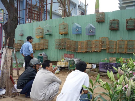 Ít khách mua, người bán hoa cảnh “rảnh mà rầu” - 17 Ít khách mua, người bán hoa cảnh “rảnh mà rầu” - 17