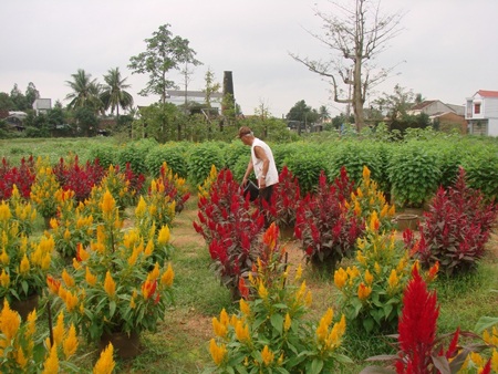 Kẻ khóc, người cười mùa hoa Tết - 5 Kẻ khóc, người cười mùa hoa Tết - 5