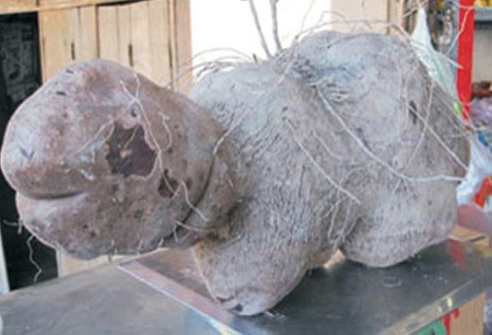 Củ khoai 9kg hình cụ rùa được trả giá 1 triệu đồng - 1 Củ khoai 9kg hình cụ rùa được trả giá 1 triệu đồng - 1