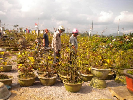 Làng mai “bạc tỉ” rạo rực đón xuân - 1 Làng mai “bạc tỉ” rạo rực đón xuân - 1