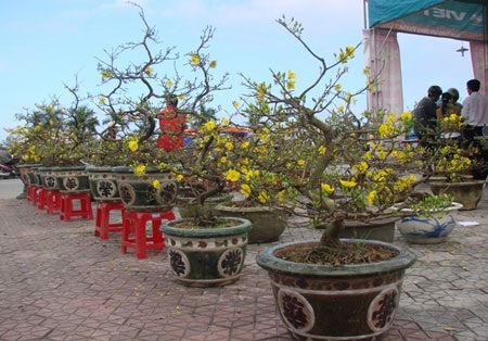 Ít khách mua, người bán hoa cảnh “rảnh mà rầu” - 12 Ít khách mua, người bán hoa cảnh “rảnh mà rầu” - 12