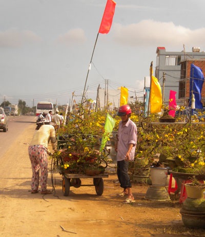 Làng mai “bạc tỉ” rạo rực đón xuân - 2 Làng mai “bạc tỉ” rạo rực đón xuân - 2