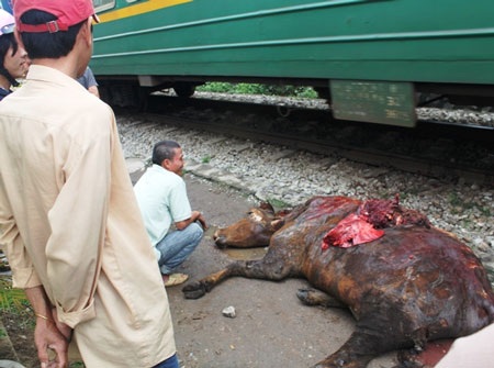 Ùn tắc nghiêm trọng do tàu hỏa đâm phải bò - 4