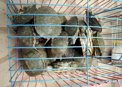 Rùa tai đỏ được bán ngang nhiên tại hội xuân - 1