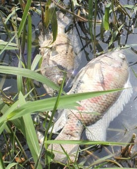 Bio-Ethanol Dung Quất nhận trách nhiệm vụ cá chết trắng đồng - 1