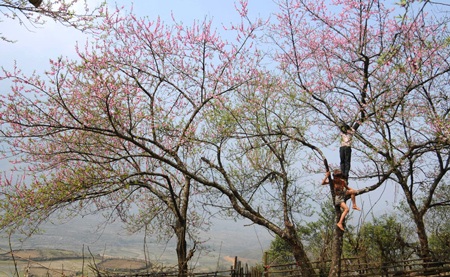 Sa Pa hồng rực sắc đào nở muộn - 7 Sa Pa hồng rực sắc đào nở muộn
