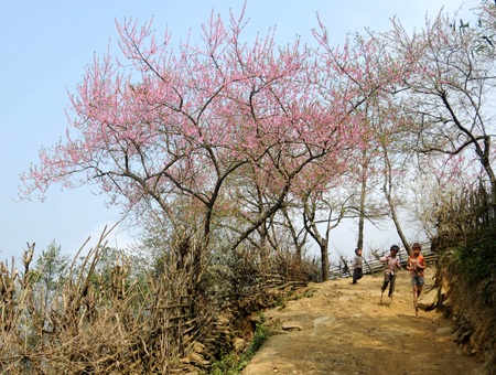 Sa Pa hồng rực sắc đào nở muộn - 1 Sa Pa hồng rực sắc đào nở muộn