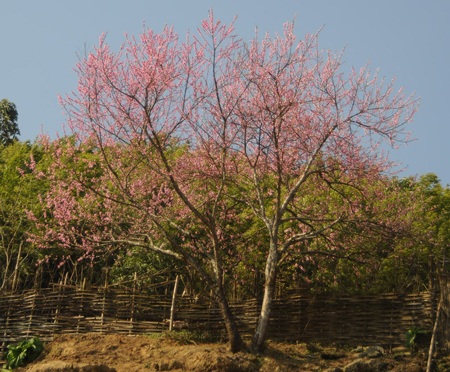 Sa Pa hồng rực sắc đào nở muộn - 2 Sa Pa hồng rực sắc đào nở muộn