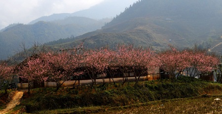 Sa Pa hồng rực sắc đào nở muộn - 3 Sa Pa hồng rực sắc đào nở muộn