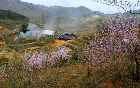 Sa Pa hồng rực sắc đào nở muộn - 4 Sa Pa hồng rực sắc đào nở muộn