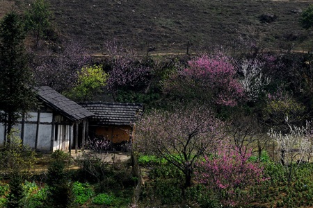 Sa Pa hồng rực sắc đào nở muộn - 5 Sa Pa hồng rực sắc đào nở muộn