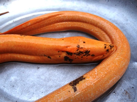 Ầm ĩ kéo nhau đi xem lươn “hóa rồng” - 1