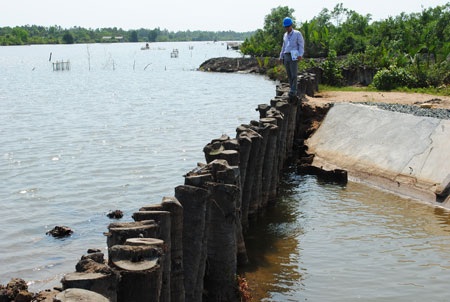 Cá chết nổi trắng đồng - 2 Cá chết nổi trắng đồng - 2