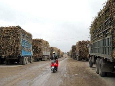 Ứ đọng hàng trăm xe mía trước Nhà máy đường An Khê - 1 Ứ đọng hàng trăm xe mía trước Nhà máy đường An Khê - 1