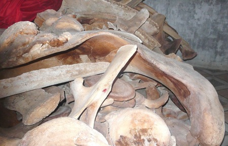 Phục dựng bộ xương cá voi “khủng” trên quê hương Hải đội Hoàng Sa