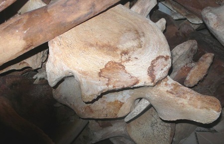 Phục dựng bộ xương cá voi “khủng” trên quê hương Hải đội Hoàng Sa