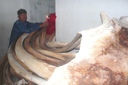 Phục dựng bộ xương cá voi “khủng” trên quê hương Hải đội Hoàng Sa