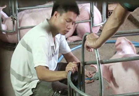 Cận cảnh móc hàm, bơm nước vào bụng heo - 5 Cận cảnh móc hàm, bơm nước vào bụng heo