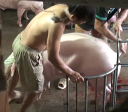 Cận cảnh móc hàm, bơm nước vào bụng heo - 1 Cận cảnh móc hàm, bơm nước vào bụng heo