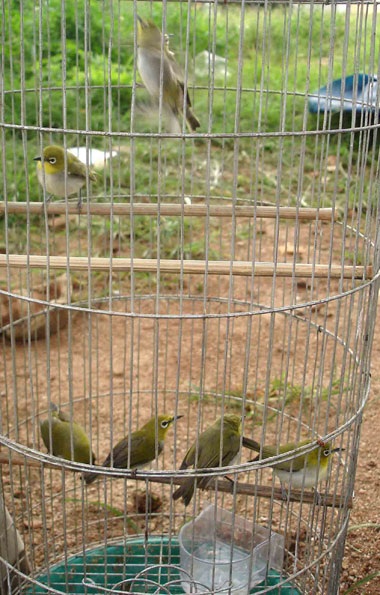 Chim rừng khóc tiếng người ơi!... - 2 Chim rừng khóc tiếng người ơi!...