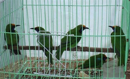 Chim rừng khóc tiếng người ơi!... - 1 Chim rừng khóc tiếng người ơi!...