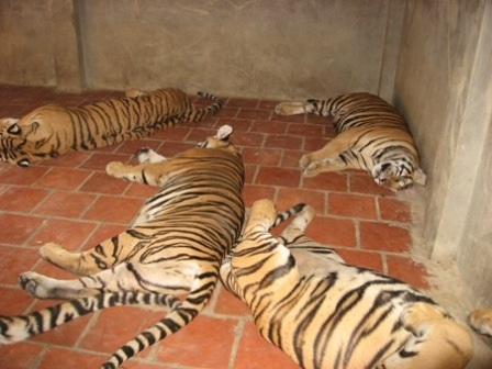 Hãi hùng đàn hổ dữ “sống chung“ với hàng trăm hộ dân