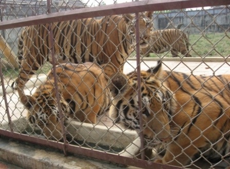 Hãi hùng đàn hổ dữ “sống chung“ với hàng trăm hộ dân