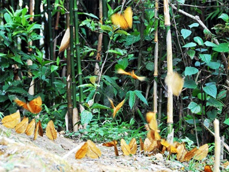 Bướm vàng xuất hiện dày đặc tại Sa Pa - 1 Bướm vàng xuất hiện dày đặc tại Sa Pa
