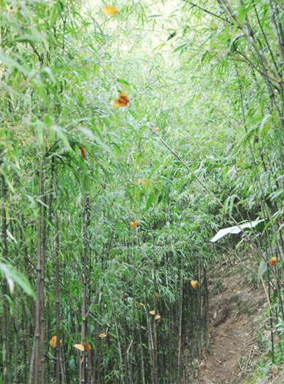 Bướm vàng xuất hiện dày đặc tại Sa Pa - 3 Bướm vàng xuất hiện dày đặc tại Sa Pa