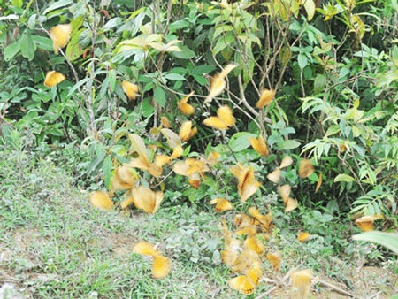 Bướm vàng xuất hiện dày đặc tại Sa Pa - 2 Bướm vàng xuất hiện dày đặc tại Sa Pa