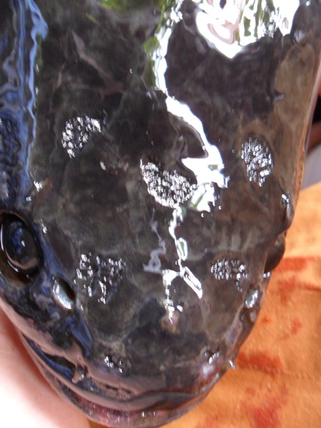 Nườm nượp lên chùa xem cá lóc có “chữ lạ” trên đầu