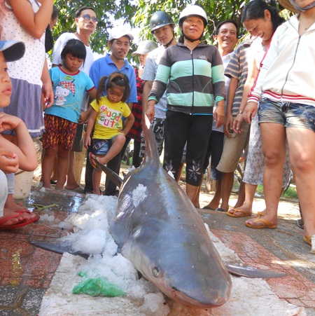 Bắt được cá mập con tại biển Quy Nhơn - 1 Bắt được cá mập con tại biển Quy Nhơn